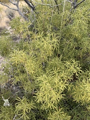 Choisya dumosa