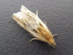 Eucosma cana