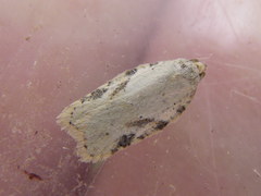 Acleris logiana