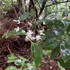 Clematis crassifolia