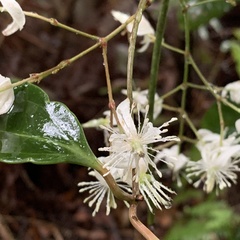 Clematis crassifolia