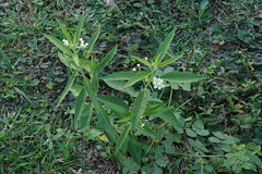 Asclepias nivea