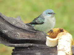 Dacnis nigripes