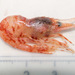 Arctic Eualid Shrimp - Photo (c) Claude Nozères, some rights reserved (CC BY-NC), uploaded by Claude Nozères