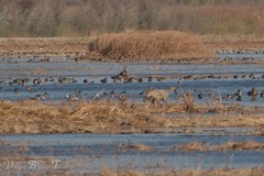 Canis latrans ochropus