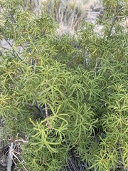 Choisya dumosa
