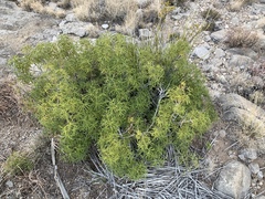 Choisya dumosa