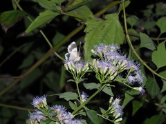 Pingasa ruginaria pacifica