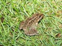 Leptodactylus macrosternum