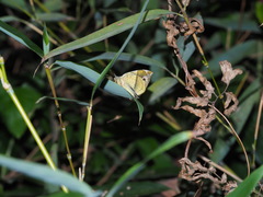 Fascellina subsignata