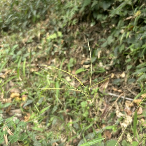 Microstegium glabratum iNat (1)