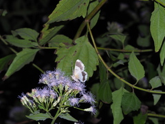 Pingasa ruginaria pacifica