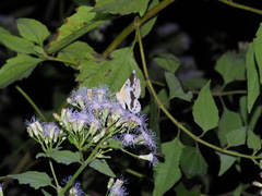 Pingasa ruginaria pacifica