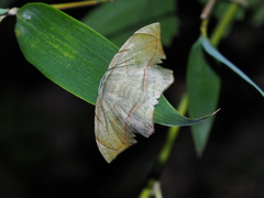 Fascellina subsignata