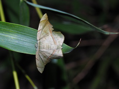 Fascellina subsignata