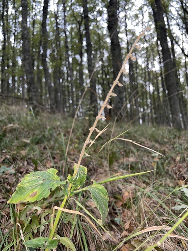 Tall Skullcap (Scutellaria columnae)