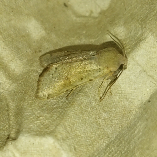 Photo of Beaded Chestnut (Agrochola lychnidis)