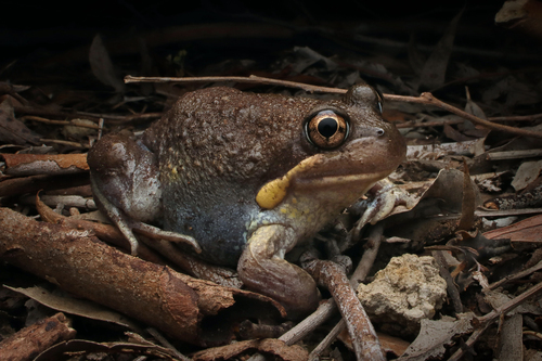 Limnodynastes dumerilii Peters, 1863