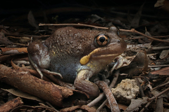 Eastern Banjo Frog photo 1