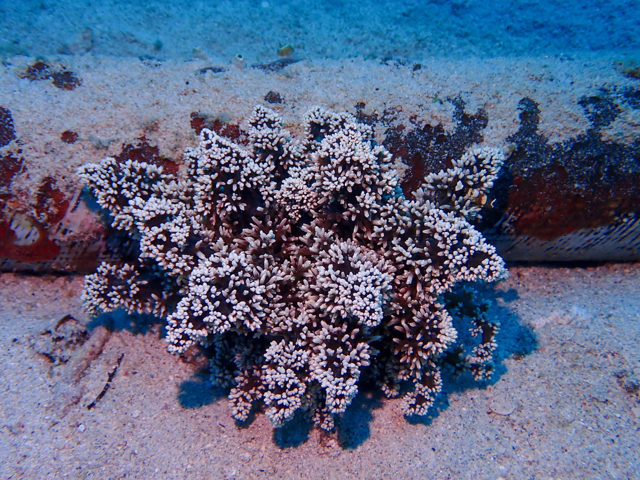 Actinodendron arboreum (Quoy & Gaimard, 1833)