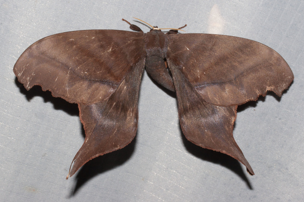 Paradaemonia platydesmia