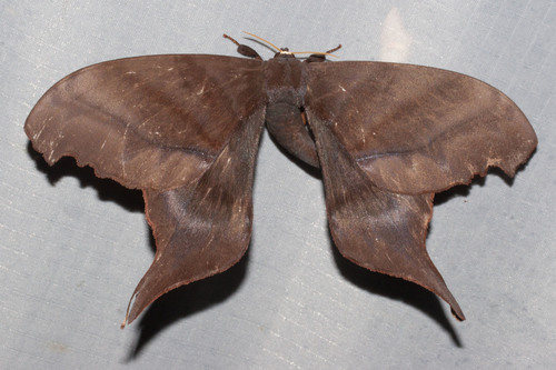 Paradaemonia platydesmia