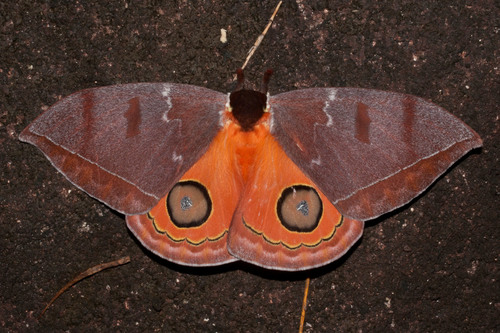 Automeris moresca