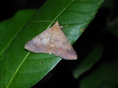 Hypospila bolinoides