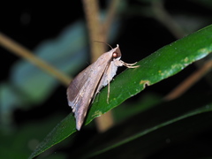 Hypospila bolinoides