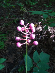 Actaea × ludovicii