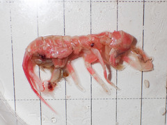 Wimvadocus torelli