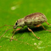 Asian Oak Weevil - Photo (c) Katja Schulz, some rights reserved (CC BY)