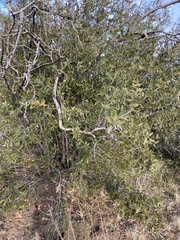 Quercus peninsularis