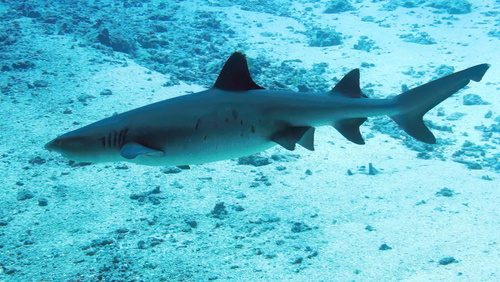 Reef shark