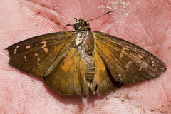 Augiades crinisus