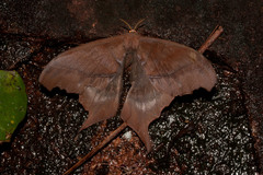 Paradaemonia platydesmia