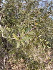 Quercus peninsularis