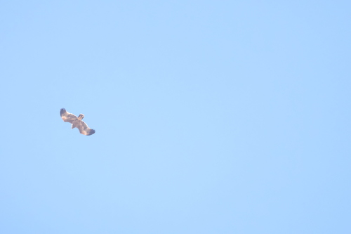 Steppe Eagle