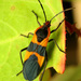 Large Milkweed Bug - Photo (c) Katja Schulz, some rights reserved (CC BY)