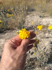 Psilostrophe gnaphalodes