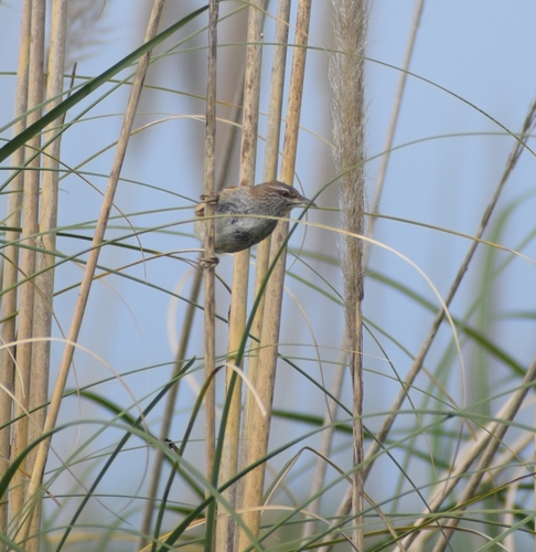 Sulphur-bearded Reedhaunter (Limnoctites sulphuriferus), photo 6