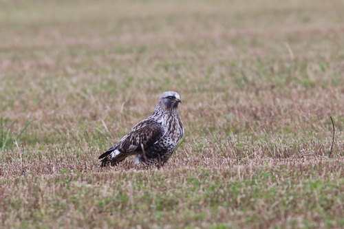 Busardo calzado (Buteo lagopus)