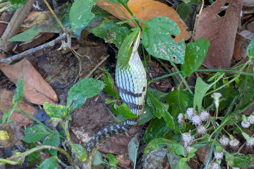Bird Snake