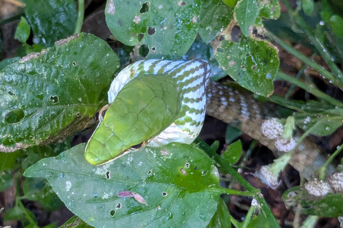 Bird Snake