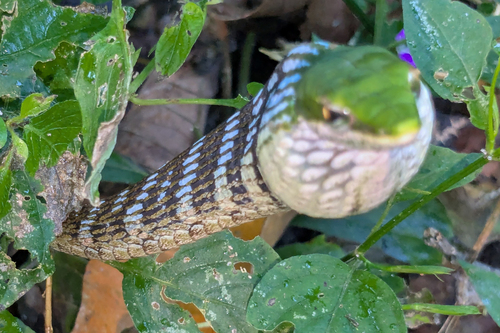 Bird Snake
