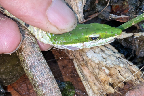 Bird Snake