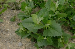 Atriplex micrantha