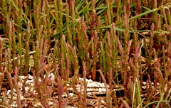 Salicornia rubra