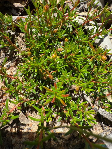 Hibbertia acerosa observed 2025-11-02