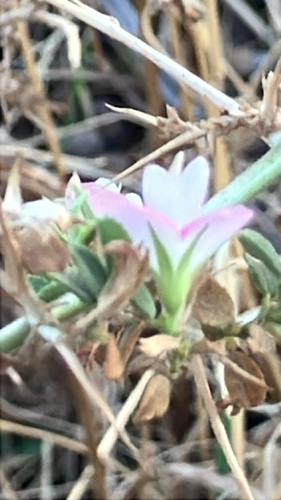 Spiny restharrow
